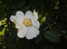 Rosa canina. Dog Rose (2017, May 21)