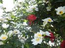 Rosa canina. Dog Rose (2017, May 24)