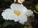 Rosa canina. Dog Rose (2017, May 24)