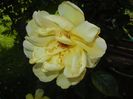 Rose Golden Showers (2017, May 24)