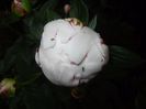 White Peony (2017, May 25)