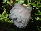 White Peony (2017, May 29)