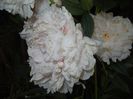 White Peony (2017, June 02)