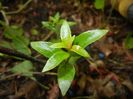 Fuchsia magellanica Gracilis (17, May04)