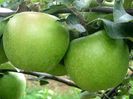 Mar Granny Smith