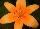 Asiatic lily Orange (2016, June 21)