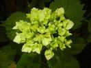 Hydrangea macrophylla (2017, June 04)