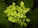 Hydrangea macrophylla (2017, June 08)