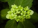 Hydrangea macrophylla (2017, June 08)