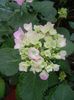 Hydrangea macrophylla (2017, June 08)
