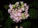 Hydrangea macrophylla (2017, June 13)