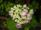 Hydrangea macrophylla (2017, June 13)