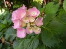 Hydrangea macrophylla (2017, June 14)