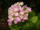 Hydrangea macrophylla (2017, June 15)