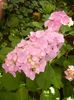 Hydrangea macrophylla (2017, June 21)