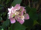 Hydrangea macrophylla (2017, June 21)