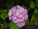 Hydrangea macrophylla (2017, June 21)