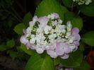 Hydrangea macrophylla (2017, July 04)