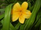 Hemerocallis Stella de Oro (2017, Jun.10)