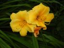 Hemerocallis Stella de Oro (2017, Jun.16)