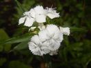 Dianthus barbatus (2017, June 06)