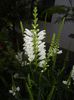 Physostegia virginiana Alba (17,Jun.23)