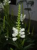 Physostegia virginiana Alba (17,Jun.23)