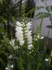 Physostegia virginiana Alba (17,Jun.23)