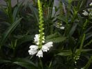 Physostegia virginiana Alba (17,Jun.23)