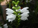 Physostegia virginiana Alba (17,Jun.28)