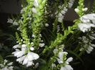 Physostegia virginiana Alba (17,Jul.04)