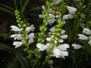 Physostegia virginiana Alba (17,Jul.04)