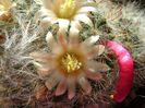 Mammillaria bocasana