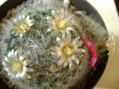 Mammillaria bocasana