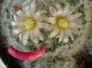 Mammillaria bocasana