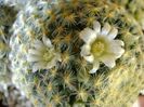 Mammillaria schiedeana