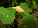 Nasturtium (2017, June 15)