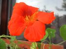 Nasturtium (2017, June 24)