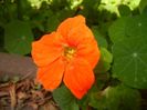 Nasturtium (2017, June 28)