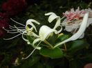 Lonicera japonica (2017, June 15)