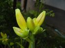 Hemerocallis Red (2017, June 15)