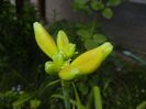 Hemerocallis Red (2017, June 15)