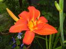 Hemerocallis Red (2017, June 23)