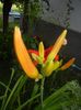 Hemerocallis Red (2017, June 23)