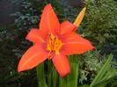 Hemerocallis Red (2017, June 23)