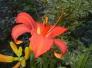 Hemerocallis Red (2017, June 24)