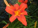 Hemerocallis Red (2017, June 24)