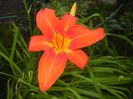 Hemerocallis Red (2017, June 24)