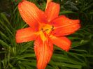 Hemerocallis Red (2017, June 24)