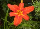Hemerocallis Red (2017, June 28)